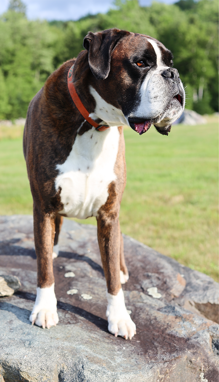 boomer_headshot